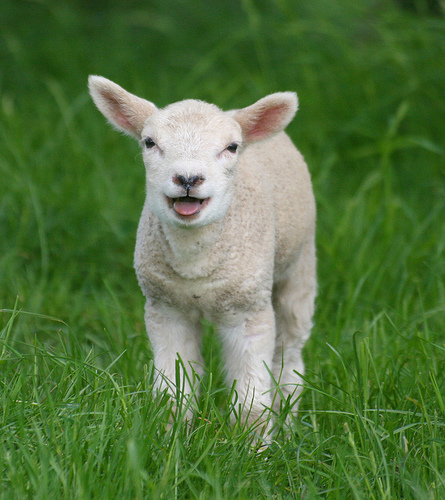 Your daily dose of cuteness