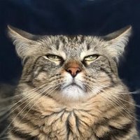 Harold the Magnificent (@haroldthecatlol) 's Twitter Profile Photo Harold the Magnificent (@haroldthecatlol) 's Twitter Profile Photo