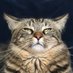 Harold the Magnificent (@haroldthecatlol) Twitter profile photo Harold the Magnificent (@haroldthecatlol) Twitter profile photo