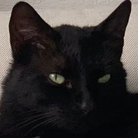 sehr schlauer beobachter (@flrnbrchr) 's Twitter Profile Photo sehr schlauer beobachter (@flrnbrchr) 's Twitter Profile Photo