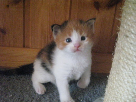 piafoorthwhe's profile picture. えらいこっちゃで。