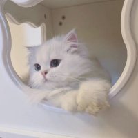 ゆあ (@mi_study_06) 's Twitter Profile