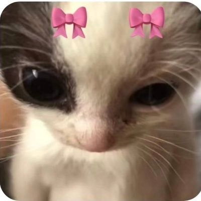 catxilla's profile picture. 