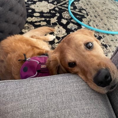 BethF344400's profile picture. #MAGA #prolife