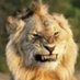 Just a comfy cat. (@luv2conspire) Twitter profile photo Just a comfy cat. (@luv2conspire) Twitter profile photo