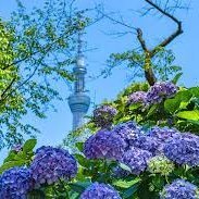 ペットを飼うよりも、なぜいつも植物に時間を費やすのかと聞かれたことがありました。😂
そうですね、私は動物は全部好きですが、植物が好きなのは、植えられた場所で花が咲くからです。新鮮な花に勝るものはありません。✨💕
時には、室内の緑の静けさに浸るのもいいものです。日常生活で出会った植物を投稿するので、応援してください。