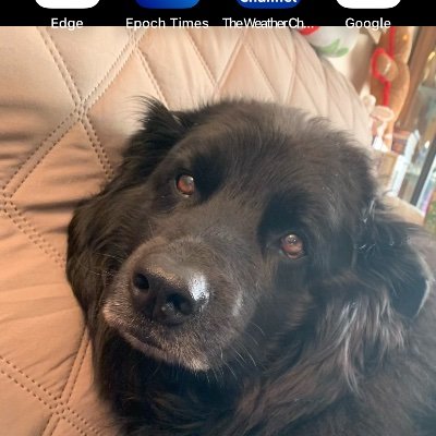 MAGA, Trumper, Christian, love usa #Save them all, rescue mom all my children have 4 paws NO DM’s, dates, no sexual content or advances, no crypto