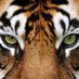 Taylor Middle School Athletics (@ttigerssports) Twitter profile photo Taylor Middle School Athletics (@ttigerssports) Twitter profile photo
