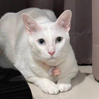 คือผมต้องทราบไหม 🐈⬛ (@pizad_sura) 's Twitter Profile Photo คือผมต้องทราบไหม 🐈⬛ (@pizad_sura) 's Twitter Profile Photo