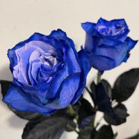 mon (@mon128537) 's Twitter Profile
