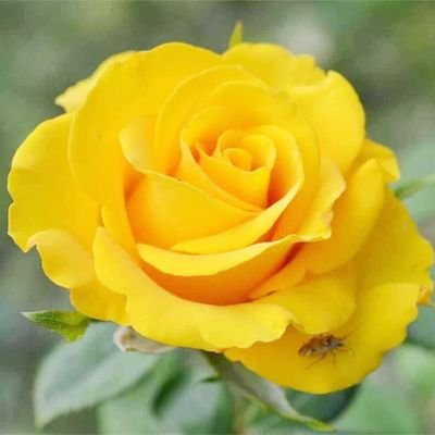 I support my country & the R F but NOT Charles. NO supporters of Immigrants, Hamas, Starmer, Reeves, Sadiq Khan or Labour.
NO Sussexes fans 👢