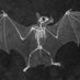 Grim the Bat ⏩️ Furrydelphia25 (@grim_the_bat) Twitter profile photo Grim the Bat ⏩️ Furrydelphia25 (@grim_the_bat) Twitter profile photo