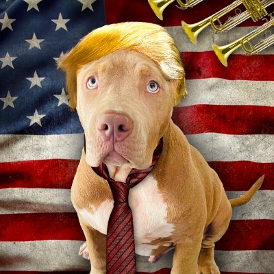 TRUMPIT24's profile picture. 