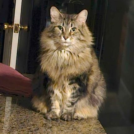 balybock's profile picture. 