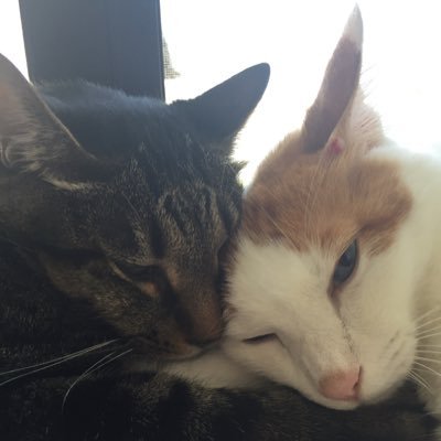 🍀猫が大好き♪特にもふもふとぽんぽんお腹は大好物です♡美しいご飯や素敵な器、好みの雑貨等々を見かけるといいねしちゃいます♪リツイート、リプ、無言フォロー大歓迎! フォロバは1日のポストとリポストが少なめの方のみさせて頂くようにしています。 ほぼリポストのみの方もごめんなさい。DMはお返し出来ません。宜しくお願いします