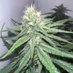 Cannabis Grow🇩🇪 (@cannabisgrowger) Twitter profile photo Cannabis Grow🇩🇪 (@cannabisgrowger) Twitter profile photo