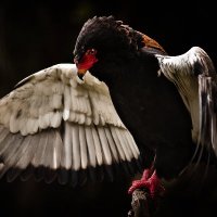 Eagle9 (@willemlion) 's Twitter Profile