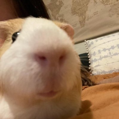 mj_prott's profile picture. 엄청나게돌출된아기햄스터