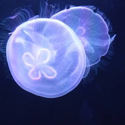 kurage_nyannyan's profile picture. よろしくです。阻佐とワンピと文ストが好きです。18↑成人済み