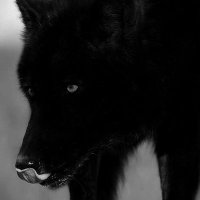 P🅰️Tℹ️ËNT___WÔLF 🐺 (@official_altru) 's Twitter Profile Photo P🅰️Tℹ️ËNT___WÔLF 🐺 (@official_altru) 's Twitter Profile Photo