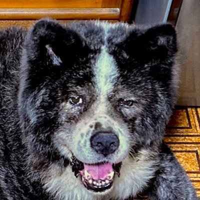 とっくの昔に成人しました。大分腐っています。無言フォロー&大量RTお許しください。