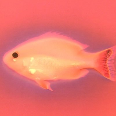 ☼Moe☼さんのプロフィール画像