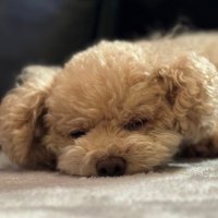 紅千代(alpha) (@o1benny) 's Twitter Profile