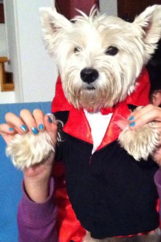 jessica_volpini's profile picture. 