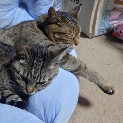 t8iawNnp's profile picture. 気が向いたときに呟きます

着物と猫大好きで、漫画、ゲーム
アニメも大好きなオタク女子です。
5匹のにゃんこ達と暮らしております。