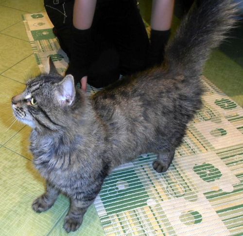 actually it's my cat's twitter