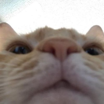 skruWap's profile picture. tingis pingis of counter strike