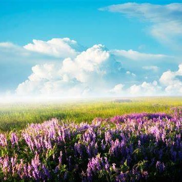 Allson4033's profile picture. Keep your mind at ease, and you will have everything you want in the future.
