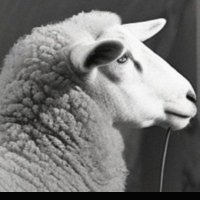 Bell Glans (@fearless_grit) 's Twitter Profile