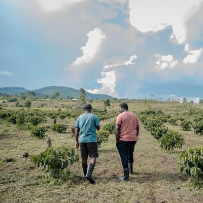 Muhereza_'s profile picture. Effective | Conservative African | Life long Student of Statistics | Farmer