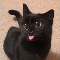 Charis Fong (@zizuniu_2006) 's Twitter Profile