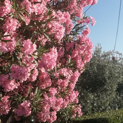 KraljevLora's profile picture. Health and environmental psychologist with a side interest in mermaids