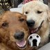 Walker & Ginger (@theburghgoldens) Twitter profile photo Walker & Ginger (@theburghgoldens) Twitter profile photo