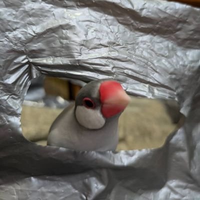 bUBIn4AoXTioLqK's profile picture. アイコンは文鳥のいぶきです。

ハンドメイド作品大好きです。無言フォロー失礼致します🙇‍♀️。

めちゃくちゃＲＴ多めです💦。