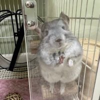 チンチラ飼いの掃除屋 (@tumire0807) 's Twitter Profile