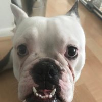 Thomas J McDougall (@tommcdo02478202) 's Twitter Profile
