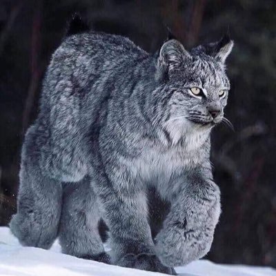 tupacsgodson's profile picture. turtle vibes