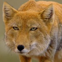 :3 (@nathe_da_fox) 's Twitter Profile