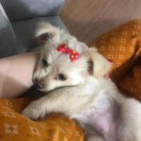 joseph.petrosyan.چسی ناشتا (@pishnook1363) 's Twitter Profile