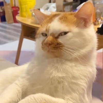 darshitposter's profile picture. (she/her) I design things, snap sunsets and play monopoly all day everyday