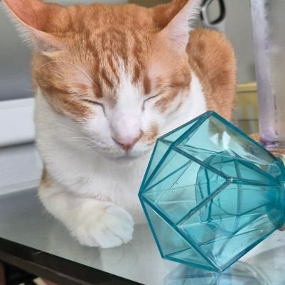 bimkeyk & bumkeyk คือพรหมลิขิต 😚 #SHINee is FIVE 🤩 | inspired by @realjonghyun90 🌖 LUNArian 💜 f(x) 💖🌙🌟🦋 #aespa gigi🖤 #지구젤리버블 | 12 cats
