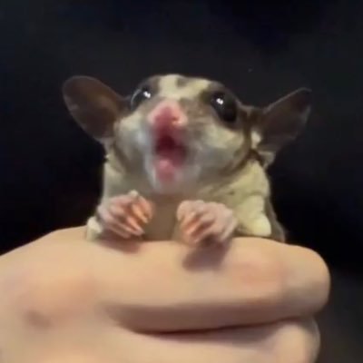 PizzaGlider's profile picture. プロダクトデザイナー｜トラストハブ1人目デザイナー ◀︎ RISD GD卒｜現在5歳のフクロモモンガを育成中