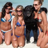 MutantBonobo™ (@mutantbonobo) 's Twitter Profile