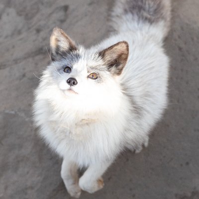 neko_kick7's profile picture. 