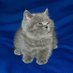 littlegraycat (@lilgcatsol) Twitter profile photo littlegraycat (@lilgcatsol) Twitter profile photo