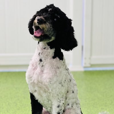 Beliveinthebean's profile picture. yes…like the casserole 🫛